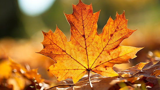 Earth, Leaf, Maple Leaf, Nature, HD wallpaper HD wallpaper