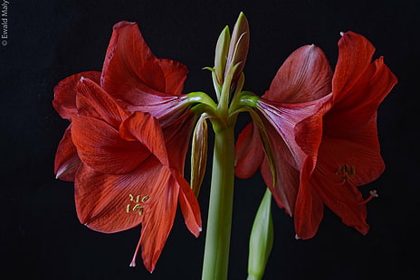червени цветя на хибискус, амарилис, червено, хибискус, цветя, Австрия, природа, цвете, растение, венчелистче, HD тапет HD wallpaper