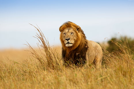 5k, savanna, lion, HD wallpaper HD wallpaper