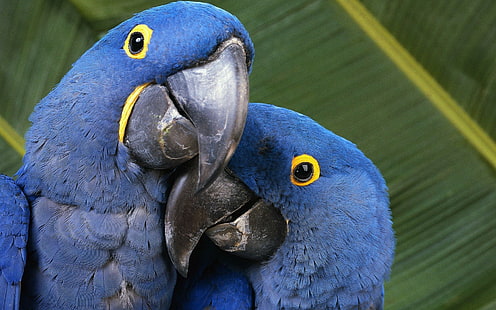 macaw hewan alam burung nuri, Wallpaper HD HD wallpaper