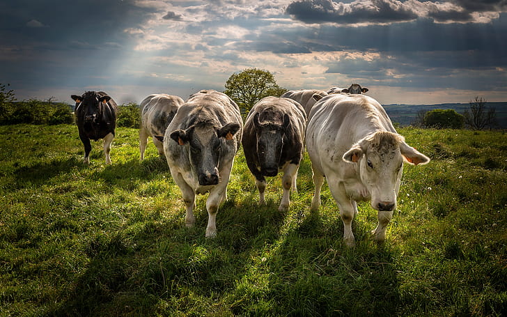 поле, лято, трева, облаци, светлина, природа, крави, пасище, ​​ливада, трио, стадото, добитък, HD тапет