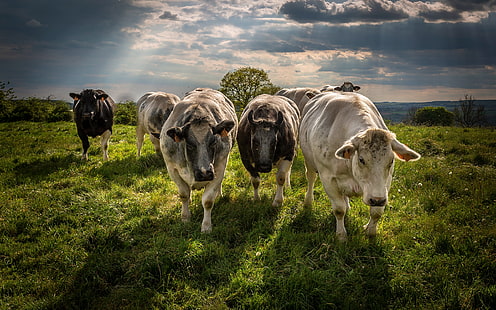 field, summer, grass, clouds, light, nature, cows, pasture, meadow, trio, the herd, livestock, HD wallpaper HD wallpaper