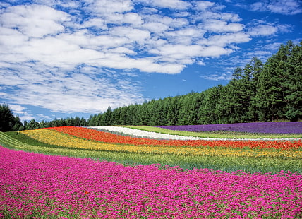 campo di fiori di colori assortiti, hokkaido, giappone, fiori, campo, Sfondo HD HD wallpaper