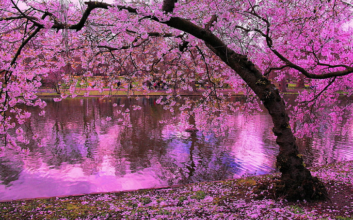 Spring Blooming Trees, Pink Blossoms Of Cherry River Reflection In Water Japan Wallpaper Hd, HD wallpaper