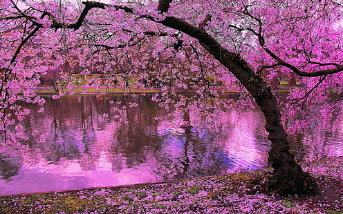 Пролетни цъфтящи дървета, розови цветове на отражение на река Чери във вода Япония Wallpaper Hd, HD тапет HD wallpaper