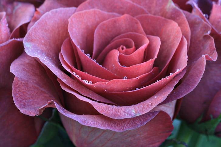 赤いバラ、ささやき、クローズアップ、写真、赤いバラ、自然、植物、クローズアップ、花びら、花、葉、背景、鮮度、バラのクローズアップ写真-花、 HDデスクトップの壁紙