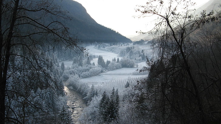 الشجرة المورقة رمادية ، الشتاء ، الطبيعة ، الثلج ، المناظر الطبيعية، خلفية HD