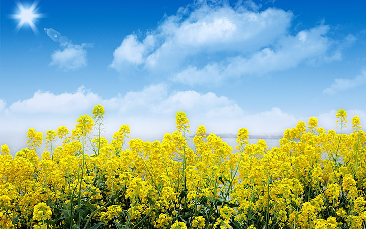 Weiße Wolken des blauen Himmels des gelben Rapssamens des Frühlinges, HD-Hintergrundbild