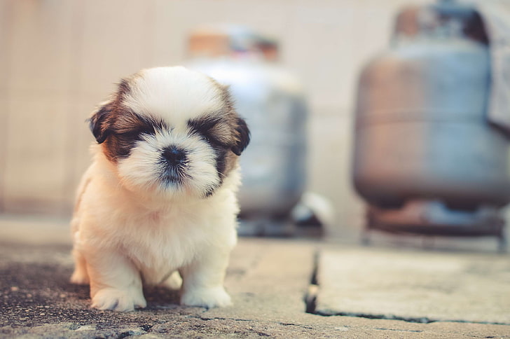 cute, dog, furry, pet, puppy, small animal, HD wallpaper