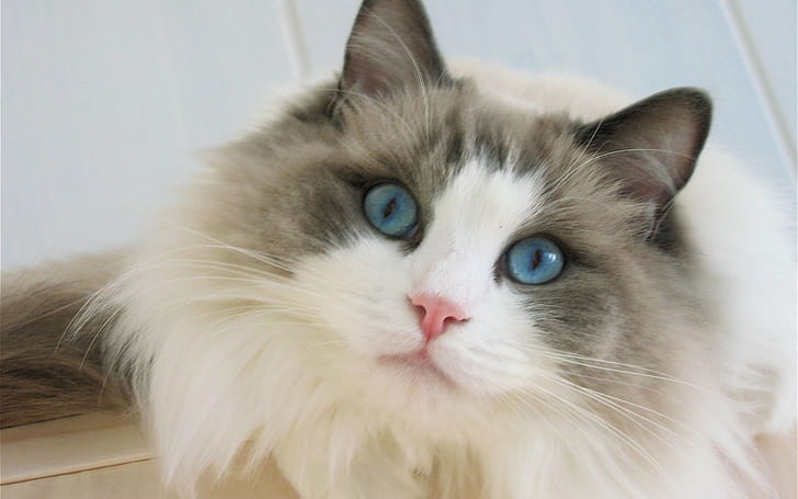 Blue Eyes Ragdoll Cat, бяла и сива котка с дълга козина, Ragdoll, красива, HD тапет