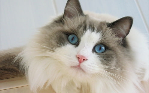 파란 눈 Ragdoll 고양이, 흰색과 회색 긴 모피 고양이, ragdoll, beautifull, HD 배경 화면 HD wallpaper