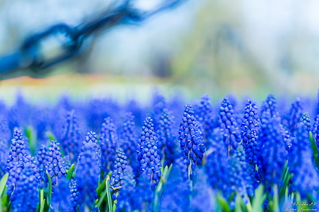 shallow focus photography of blue lavenders, Grape, Hyacinths, shallow focus, photography, blue, lavenders, flower, spring, summer, grass, NY, Upstate, day, SONY  A6000, Bokeh, plant, outdoor, depth, depthoffield, lavender, purple, nature, lavender Coloured, close-up, provence-Alpes-Cote d'Azur, beauty In Nature, outdoors, HD wallpaper HD wallpaper