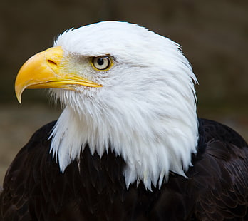 снимка на плешив орел, плешив орел, глава, снимка, птица птица, хищна птица, плешив орел, орел - птица, птица, дива природа, животно, клюн, природа, САЩ, животни в дивата природа, HD тапет HD wallpaper