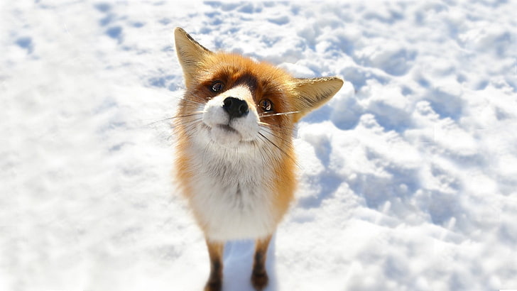red fox, fox, animals, snow, HD wallpaper
