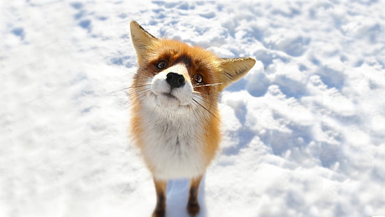 червена лисица, лисица, животни, сняг, HD тапет HD wallpaper