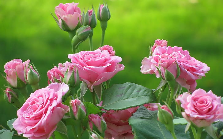 Rosas rosadas, rosa, rosa, Fondo de pantalla HD