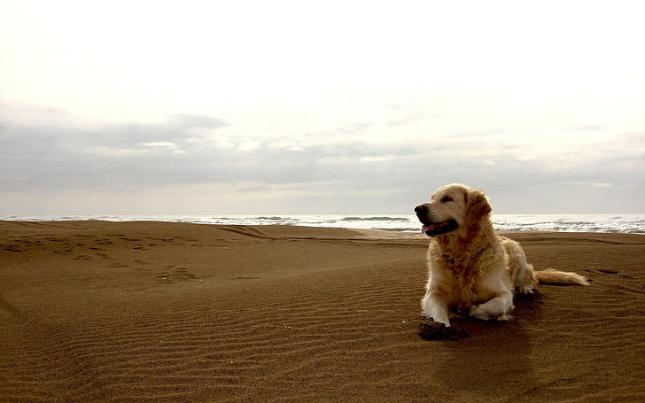 Hundestrand HD, gelber Labrador-Apportierhund, Tiere, Strand, Hund, HD-Hintergrundbild