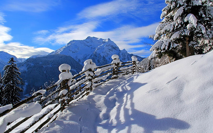 Paesaggio invernale più bello HD, pino, Sfondo HD