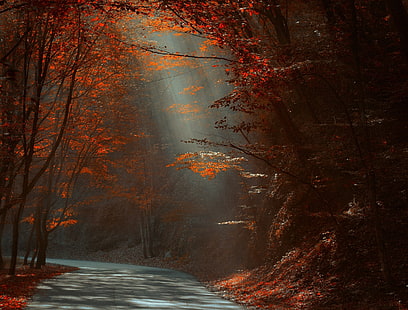 коричневые деревья и река фото в дневное время, природа, пейзаж, дорога, лес, красный, листья, осень, солнечные лучи, солнечный свет, деревья, утро, HD обои HD wallpaper