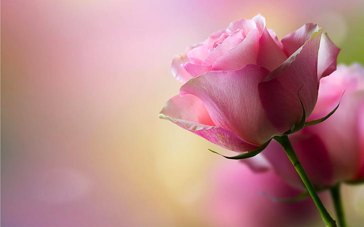 Belle rose rose-Fond d'écran HD-012, Fond d'écran HD