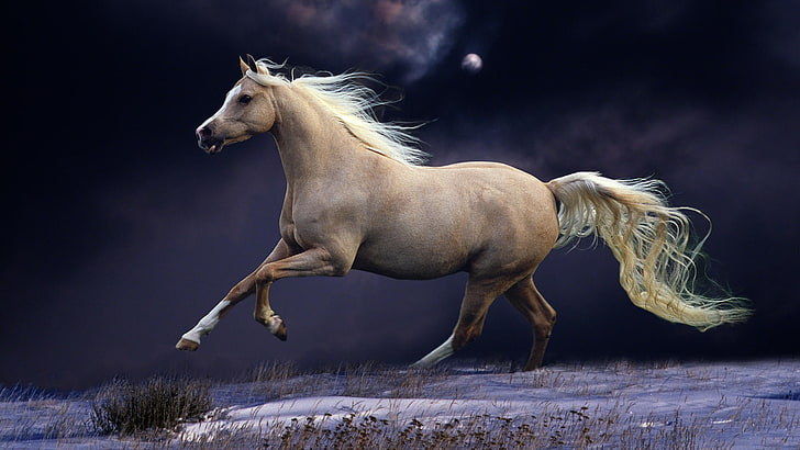 malowanie brązowego konia, zwierzęta, koń, śnieg, biały, fioletowy, galop, Tapety HD