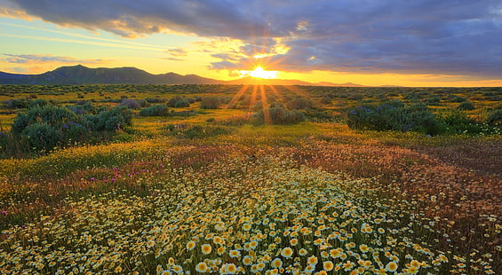 Nice Summer Sunrise, white flower lot, Nature, Landscape, Sunrise, Summer, Nice, HD wallpaper HD wallpaper