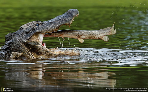 nature, animals, alligators, HD wallpaper HD wallpaper