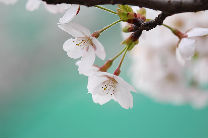 flor de cerezo, Fondo de pantalla HD
