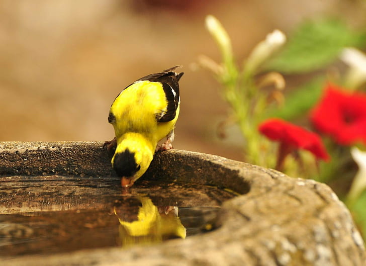 Pájaro amarillo y negro bebiendo agua, te amo, tú.Yo, arriba, amarillo, pájaro negro, bebida, agua, jilguero, baño para pájaros, Narciso, reflexión, sed, bebida, reddit, naturaleza, animal, pájaro, vida silvestre, Fondo de pantalla HD