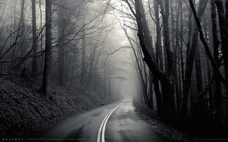 голи дървета, мъгла, черно, път, дървета, монохромен, HD тапет