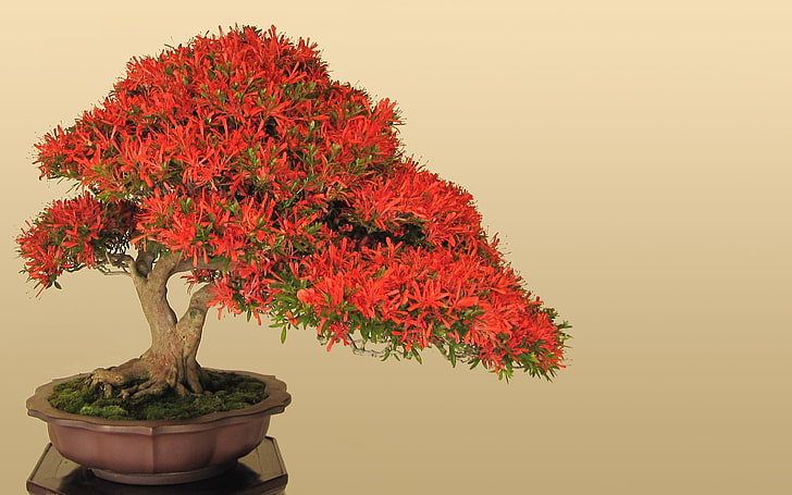 bonsai, jepang, Wallpaper HD