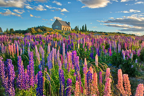 photo of brown wooden house with clear field grass during daytime, lupins, lupins, Lupins, house, clear, field, daytime, New Zealand, com, lake tekapo, New  Zealand, lake  tekapo, Canterbury, South Island, Mount Cook, Lake Pukaki, National Park, Park  Church, Good Shepard, Religion, Historical, Sky, Cloud, Building  Stone, Chimney, Water, Grass, Tussock, Moon, Twilight, Sunset, Day  Night, Outdoor, Outside, Horizontal, Colour, Color, RR, Daily, Photo, Pink, Purple  Blue, Blue  Marble, Yellow  Green, Green  Mountain, Orange, Snow, March, Sony  ILCE-7R, landscape, Aurora, purple, flower, nature, plant, summer, rural Scene, lavender, outdoors, beauty In Nature, provence-Alpes-Cote d'Azur, agriculture, HD wallpaper HD wallpaper