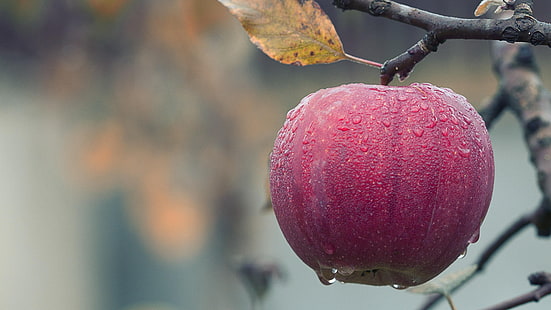 ябълка, ябълково дърво, дъждовен ден, дъжд, дъждовни капки, капки, есен, дърво, реколта, реколта, зрял, плод, здравословна, здравословна храна, местна храна, HD тапет HD wallpaper