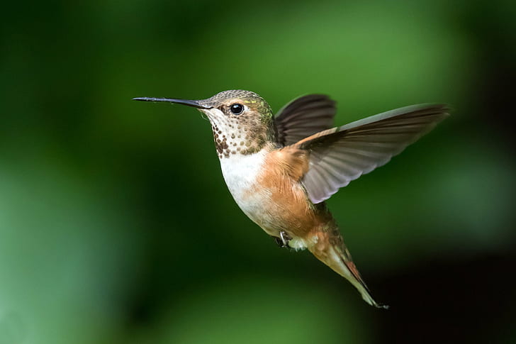 close-up photo hummingbird, rufous hummingbird, rufous hummingbird, hummingbird, bird, wildlife, hovering, animal, feather, iridescent, beak, flying, nature, spread Wings, aviary, songbird, bird Watching, color Image, animal Wing, HD wallpaper
