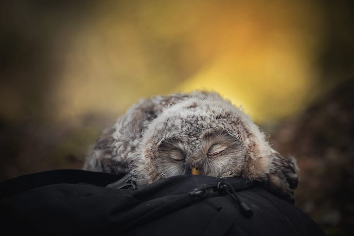 yellow, nature, pose, background, stay, owl, bird, sleep, portrait, blur, fluff, sleeping, lies, bag, backpack, chick, tail, blurred, closed eyes, HD wallpaper