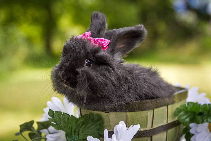 black rabbit, flowers, rabbit, black rabbit, HD wallpaper
