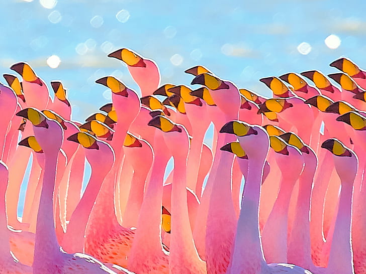 Tierfotografie der Gruppe von Flamingo, Flamingos, Bolivien, Flamingos, Bolivien, Flamingos, Bolivien, Tierfotografie, Gruppe, Flamingo, Natur, HD-Hintergrundbild