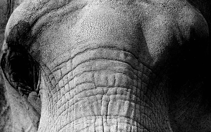 الطبيعة ، الفيل، خلفية HD