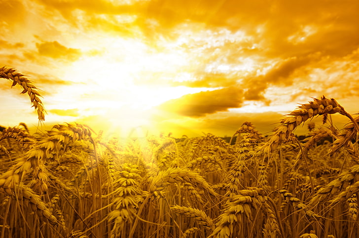 rice wheat, field, the sun, sunset, ears, HD wallpaper