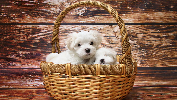 Maltese dogs, puppy, white, pet, HD wallpaper