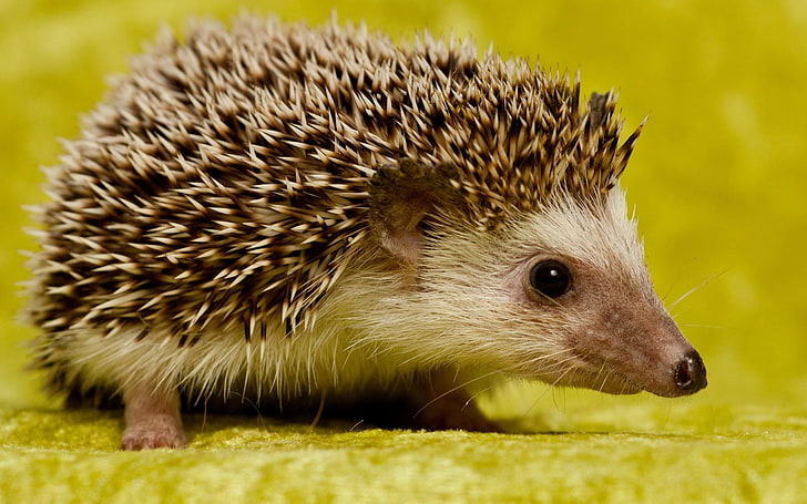 brown hedgehog, hedgehog, lie, thorns, background, HD wallpaper