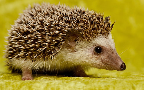brown hedgehog, hedgehog, lie, thorns, background, HD wallpaper HD wallpaper