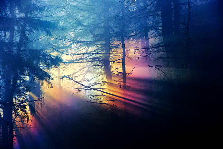 floresta, luz, árvores, ramos, natureza, escuridão, arco íris, alcance, denso, HD papel de parede