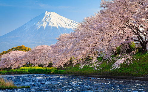 Fuji sakura river japan travel-nature HD photo wal .. , Mount Fuji, Japan, วอลล์เปเปอร์ HD HD wallpaper