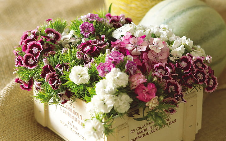 꽃 상자, 분홍색, 흰색, 꽃, 상자에 분홍색과 흰색 꽃, HD 배경 화면