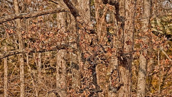 camuflagem, camuflagem da floresta, tiro com arco, HD papel de parede HD wallpaper