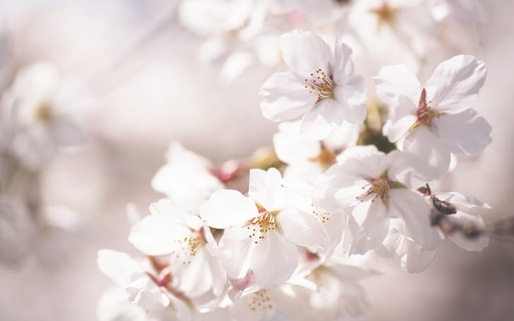 Cherry Blossom Flowers Makro HD, bunga putih, alam, makro, bunga, mekar, ceri, Wallpaper HD