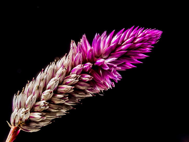 purple and gray flamingo feather celosia, flower, plant, branch, dark background, HD wallpaper