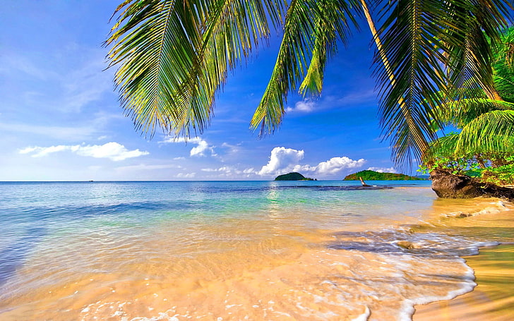 кокосови дървета близо до вода, пейзаж, тропически, плаж, палми, HD тапет