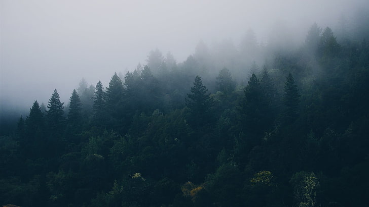 árboles de hojas verdes, niebla, bosque, árboles, naturaleza, Fondo de pantalla HD